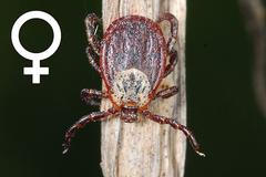 Piják lužní - samička - větší