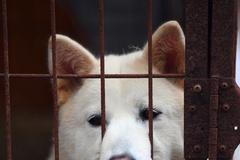 Protest proti konzumaci psů, Jižní Korea