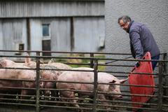 Z vepřína v Letech firmy AGPI odvážejí poslední prasata, 14.3.2018