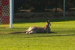 Klokan narušil fotbalový zápas v Austrálii, ustlal si ve vápně