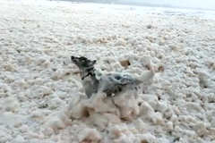 Bouře Eleanor na pláži zanechala obrovské množství mořské pěny. Ta byla velkou atrakcí pro psy