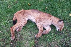 Tělo mrtvé rysice Laury