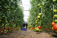 Sklizeň rajčat ve skleníku