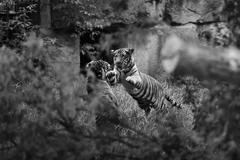 Canon Zoom - fotosoutěž v Zoo Praha