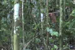 YT: Kamery zachytily posledního člena nikdy nekontaktovaného amazonského kmene