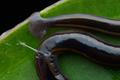 Ploštěnka, hammerhead worm