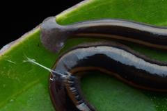 Ploštěnka, hammerhead worm