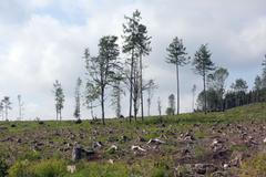 Lesy hynou na obrovských plochách, stát sabotuje návrhy vědců, říká v duelu s lesníkem ekolog Bláha
