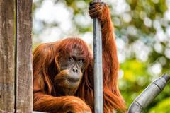 Puan, samice, nejstarší orangutan sumaterský na světě