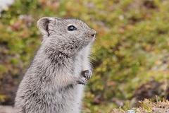 Akademie věd: Evoluce na strmém gradientu nadmořské výšky