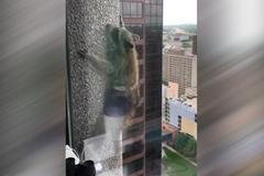 Odvážný mýval se stal hvězdou sociálních sítí. Vylezl na mrakodrap