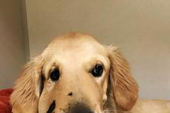 Pes Todd, hadí uštknutí