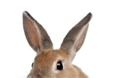 Králík, ilustrační foto