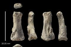 Fosilie prstu Homo sapiens