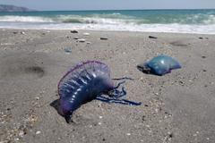 Měchýřovka portugalská.