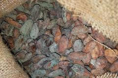 Kakové boby plesnivé