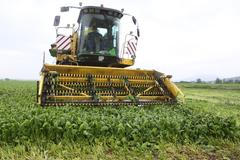 Blesková akce. Vlhký špenát musí z pole do mrazáku za čtyři hodiny