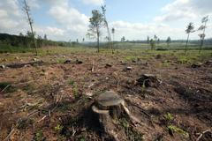 Kůrovcová kalamita v Jeseníkách