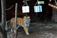 Kdo postoupí do finále MS ve fotbale? Vítěze vybíral tygr z ruské zoo