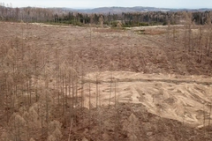 Jeseníky se mění ve vyžrané pustiny. Podívejte se, co dokáže kůrovec