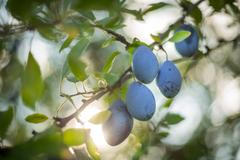 R. Jelínek, slivovice, pálenka