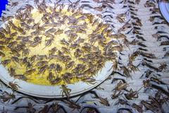 Cvrček chutná do oříškova, je výborný zdroj proteinů, snídám jich 132, říká propagátor jedení hmyzu