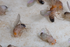 Českým vědcům se podařil průlomový objev. Mohl by zabránit v rozmnožování škůdců