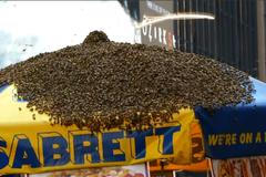 Včelí roj pokryl vozík s párky na rušném Times Square. Policie musela ulici uzavřít