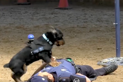 Policejní pes Poncho předvedl, jak dokáže resuscitovat člověka. Video se stalo hitem