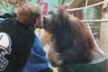 Nečekané polibky. Orangutan nadšeně líbal návštěvníka zoologické zahrady