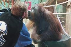 Nečekané polibky. Orangutan nadšeně líbal návštěvníka zoologické zahrady