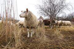 Antonín Zeman, pastevec a pasáček ovcí a koz v Praze