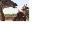 fotbal, David Luiz a žirafa