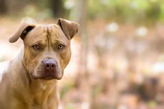 Americký stafordširský teriér