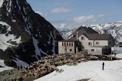 Fotogalerie / Ovce v Alpách / Reuters / 3