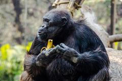 šimpanz banán