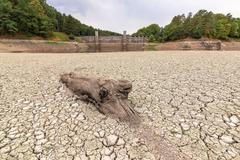 České sucho v obrazech: Vyschlá přehrada Pařížov a slunečnice spálené sluncem