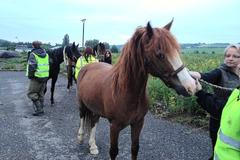 Záchranáři zvířat - záchrana koní na Mořině