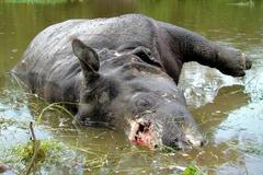 Nosorožec zabitý pytláky pro svůj roh