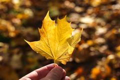 Podzim, spadané listí, počasí