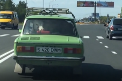 Kráva na zadním sedadle auta