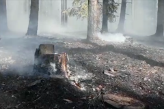 Na Plzeňsku hoří les, hasiči vyhlásili nejvyšší stupeň pohotovosti