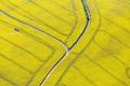 Řepkoland - letecké pohledy na žlutá řepková pole, zabírající více než desetinu půdy