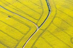 Řepkoland - letecké pohledy na žlutá řepková pole, zabírající více než desetinu půdy