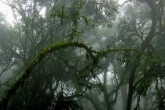 Kedjom-Keku, Kamerun