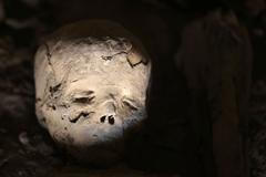 Archeologové se v Egyptě pochlubili novým nálezem mumií starých 3000 let