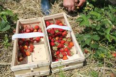 Jahody Kunratice Jakoubkovi, kontrola SZPI (potravinářská inspekce)