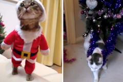 Vánoční trampoty koček, kocourů a jedné želvy. Aneb žádný strom nezůstane stát