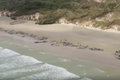 145 velryb uvízlo na pláži na Novém Zélandu