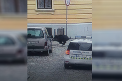 Divočák řádil v Českých Budějovicích